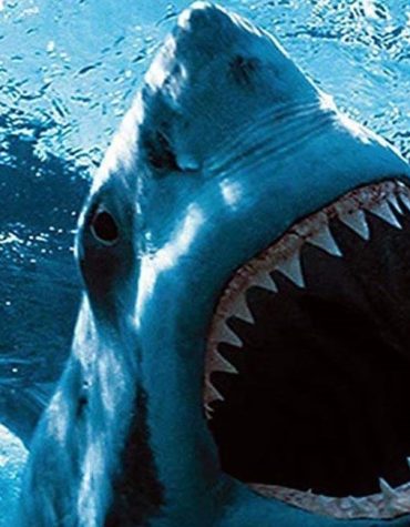 Great White Shark Paint By Numbers