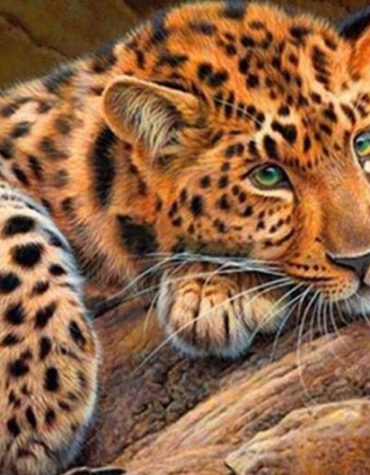 Green-Eyed Cheetah Paint By Numbers