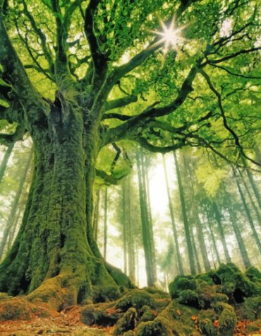 Green Woodland Serenity Paint By Numbers