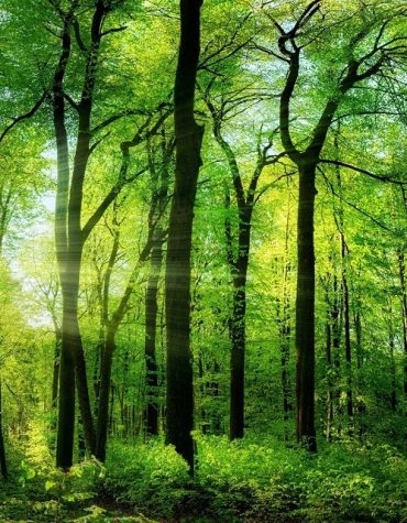 Forest Landscape Paint By Numbers