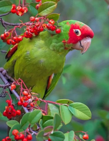 Green Parrot Birds Paint By Numbers