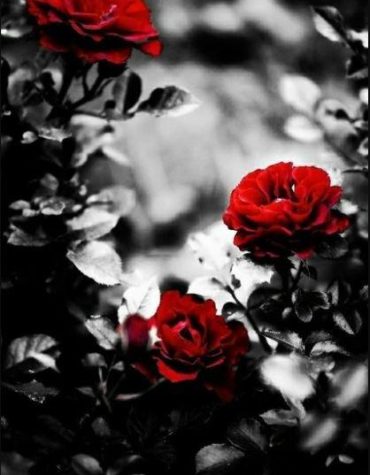 Red Roses on Grey Paint By Numbers