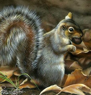 Grey Squirrel Paint By Numbers