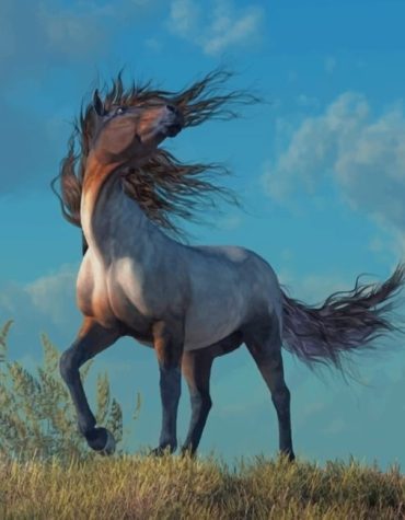 Arabian Grey Horse Paint By Numbers