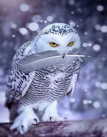 Grey Snowy Owl Paint By Numbers