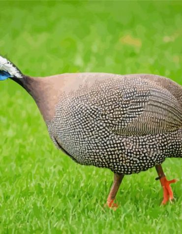 Guinea Fowls Bird Paint By Numbers