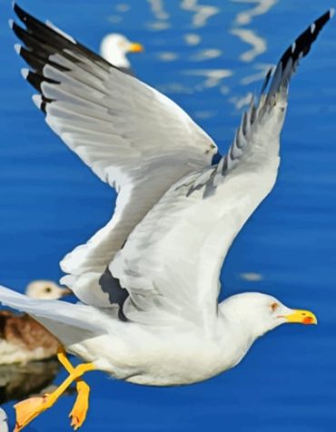 Seagull Soaring Scene Paint By Numbers