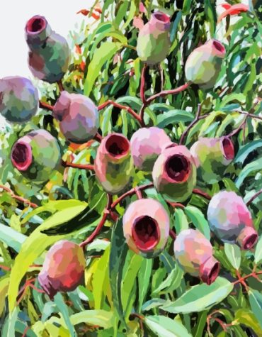 Gum Nuts Botanical Paint By Numbers