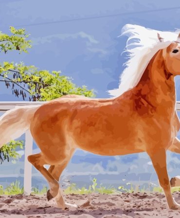 Haflinger Animals Paint By Numbers