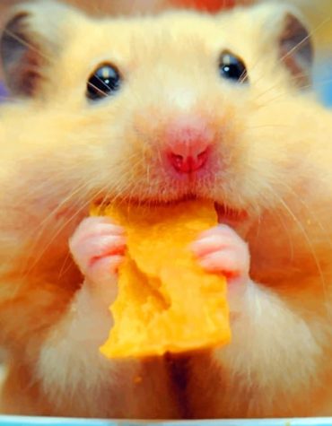 Adorable Hamster Delight Paint By Numbers