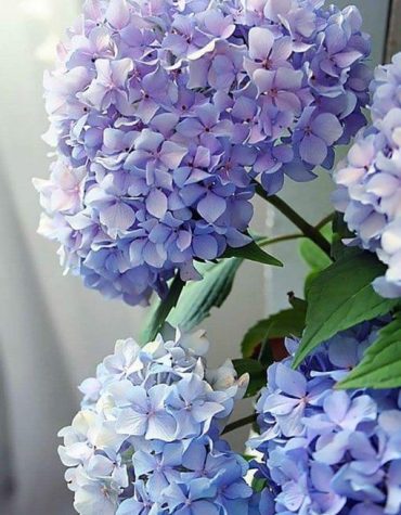 Hydrangea Flower Masterpiece Paint By Numbers