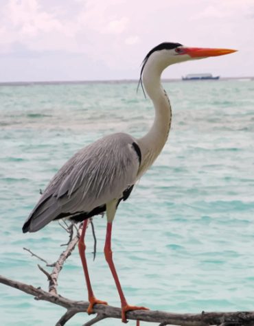 Heron Sea Explorer Paint By Numbers