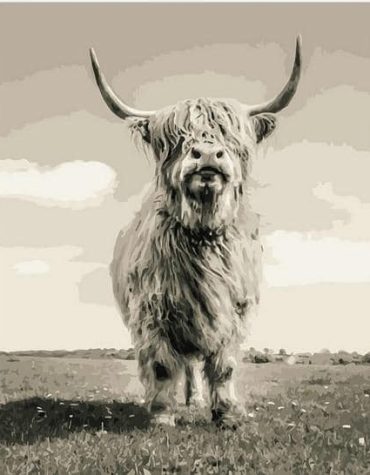 Highland Cow Animal Paint By Numbers