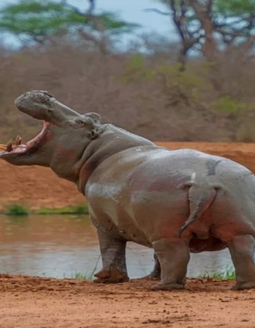 Wild Hippo Adventure Paint By Numbers