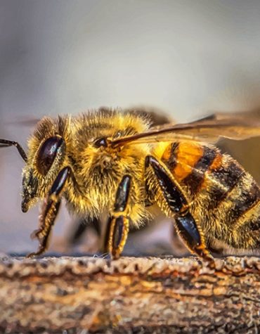 Whimsical Honey Bee Paint By Numbers