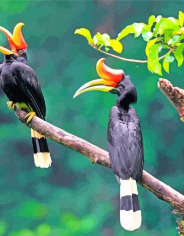 Great Hornbill Focus Paint By Numbers