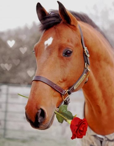 Horse and Red Rose Paint By Numbers
