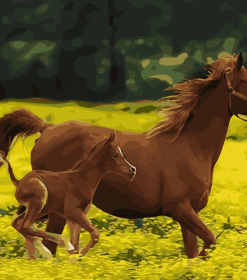 Majestic Stallions Paint By Numbers