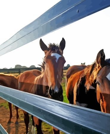 Horses and Farms Paint By Numbers