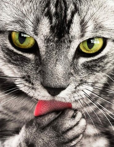 Hungry Cat Paint By Numbers Kit for Curious Pet Lovers