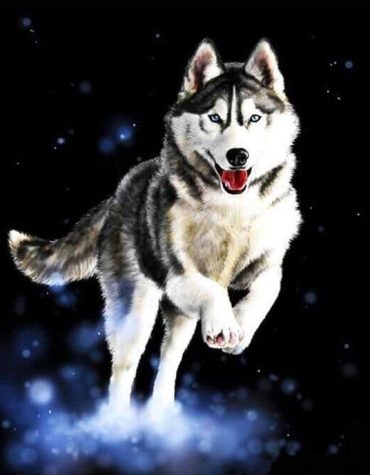 Husky Dog Paint By Numbers