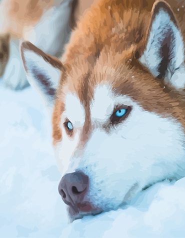 Brown Husky Snow Paint By Numbers