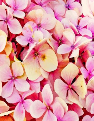 Pink Hydrangeas Blooms Paint By Numbers