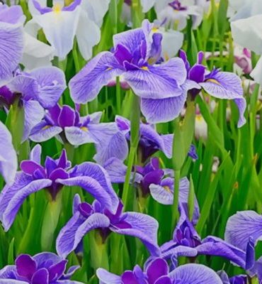Iris Bloom Paint By Numbers