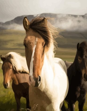 Island Stallion Paint By Numbers