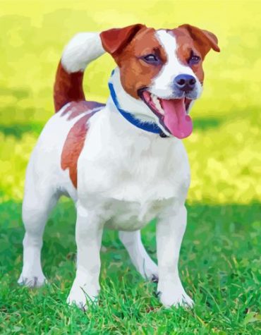 Jack Terrier Puppy Paint By Numbers