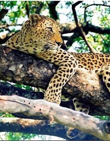 Jaguar Among Trees Paint By Numbers