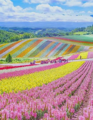 Hokkaido Blossom Fields Paint By Numbers
