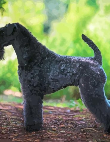 Kerry Blue Terrier Puppies Paint By Numbers