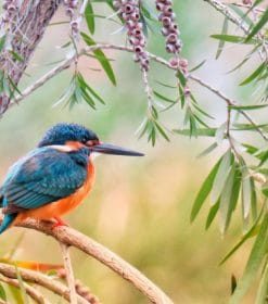 Kingfisher Bird Art Paint By Numbers