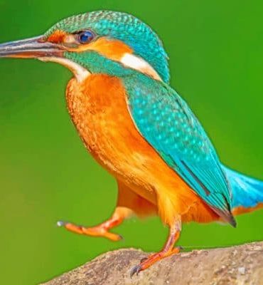 Kingfisher Bird Art Paint By Numbers