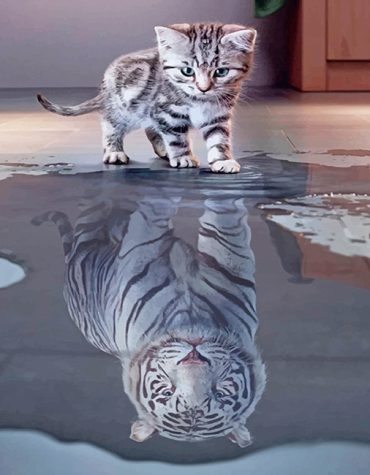 Kitty and Tiger Animal Paint By Numbers