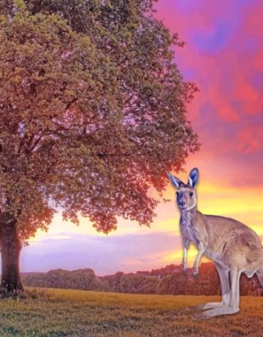 Golden Kangaroo Sunset Paint By Numbers