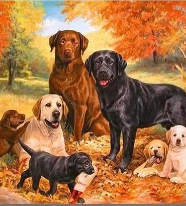 Labrador Painting Kits Paint By Numbers