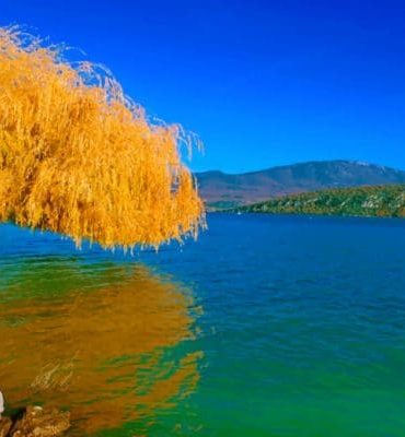 Yellow Willow Tree Landscape Paint By Numbers