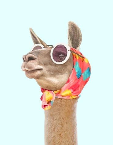 Lama With Glasses Paint By Numbers