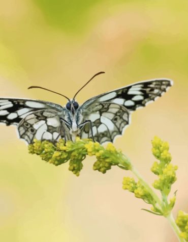 Large Tree Nymph Butterfly Paint By Numbers