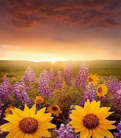 Lavender and Sunflower Delight Paint By Numbers