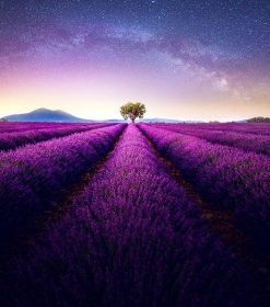 Purple Lavender Landscape Paint By Numbers