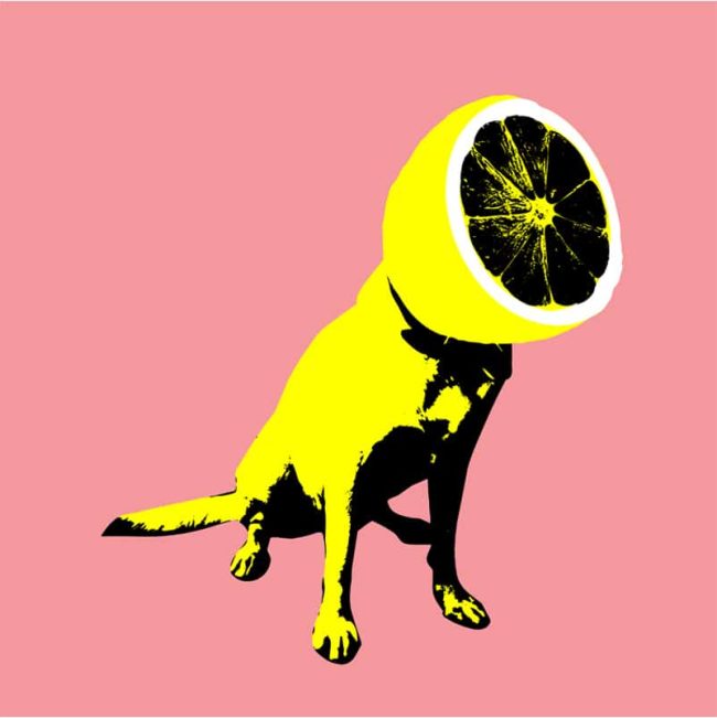 Lemon Puppy Paint By Numbers