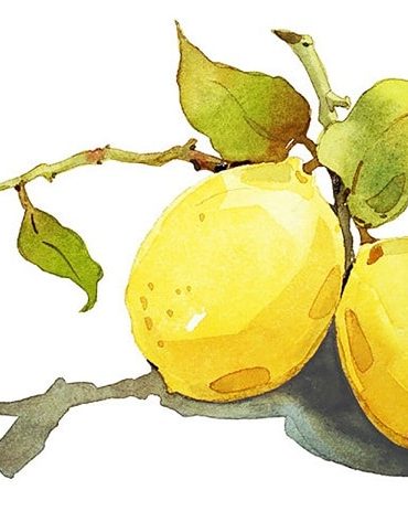 Lemons Still Life Paint By Numbers