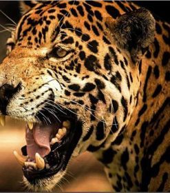 Leopard Animal Art Paint By Numbers