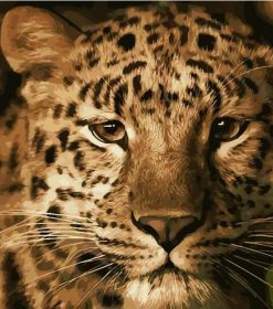 Leopard Wildlife Paint By Numbers