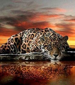 Leopard Eyes Paint By Numbers