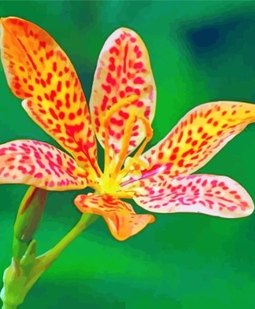 Leopard Flower Beauty Paint By Numbers