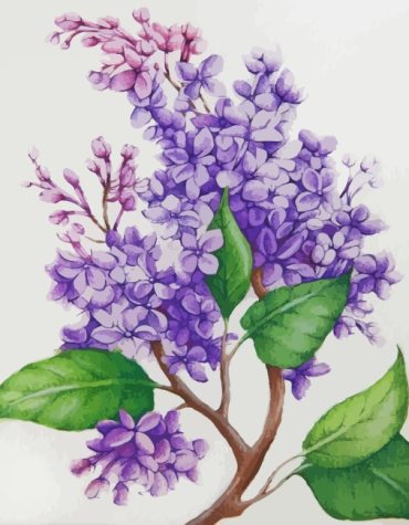 Lilac Bloom Paint By Numbers